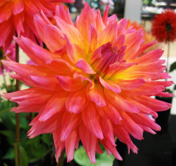 Dahlia ' L'ARCHE ROCKY '  (S.Fim.)  Rothrock  USA  2019  Washington State Show, USA 2022  (David Brown)